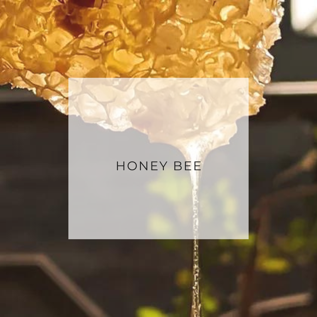 9oz Honey Bee